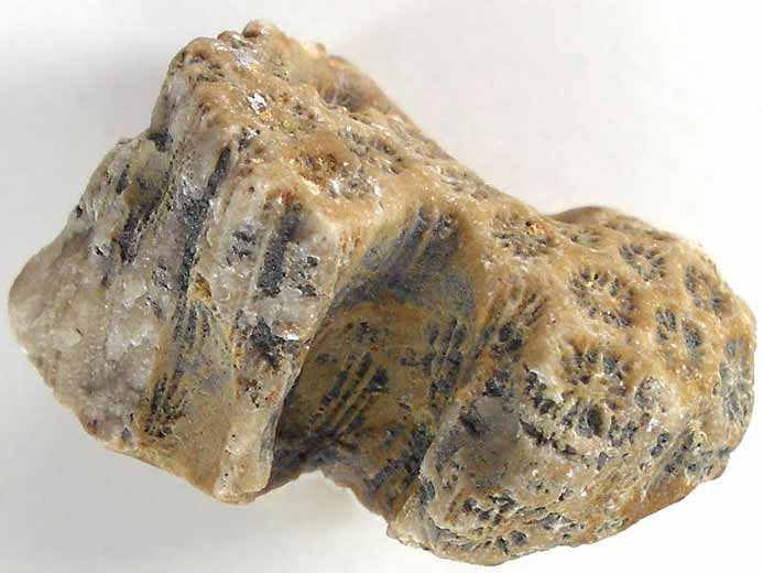 ichnofossile: biorosion de corail fossile du jurassique Boulonnais